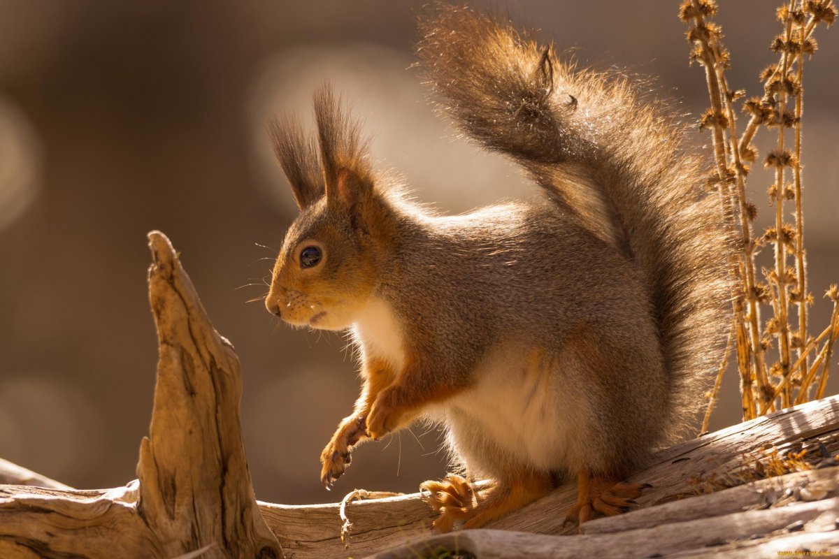 Белка обои на телефон