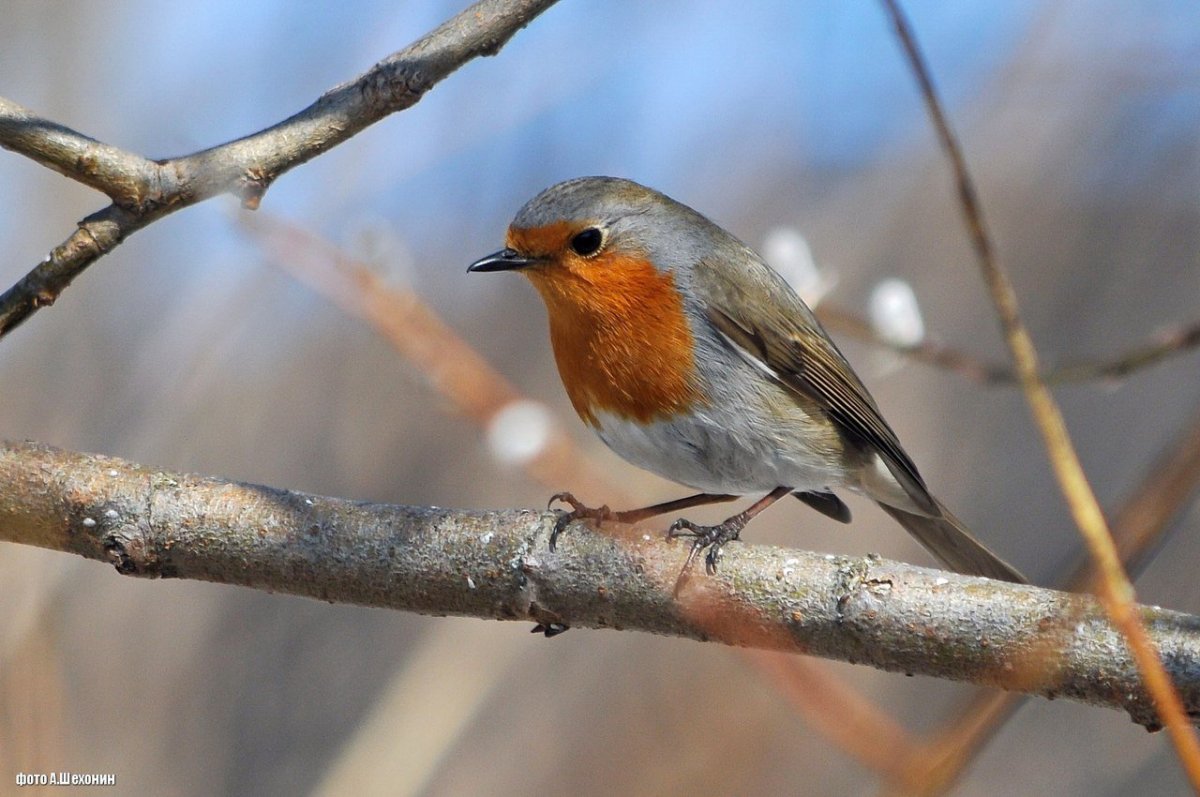 Птицы Самарской области