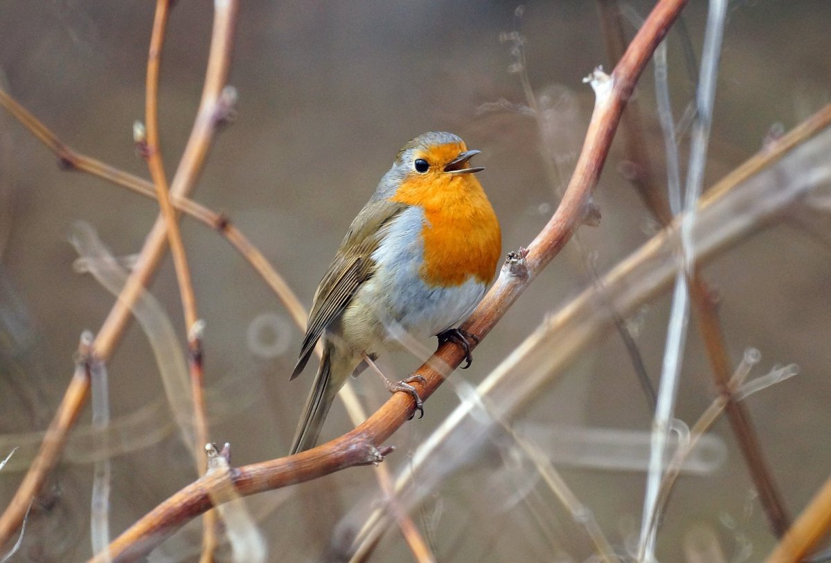 Сорокопут жулан самка