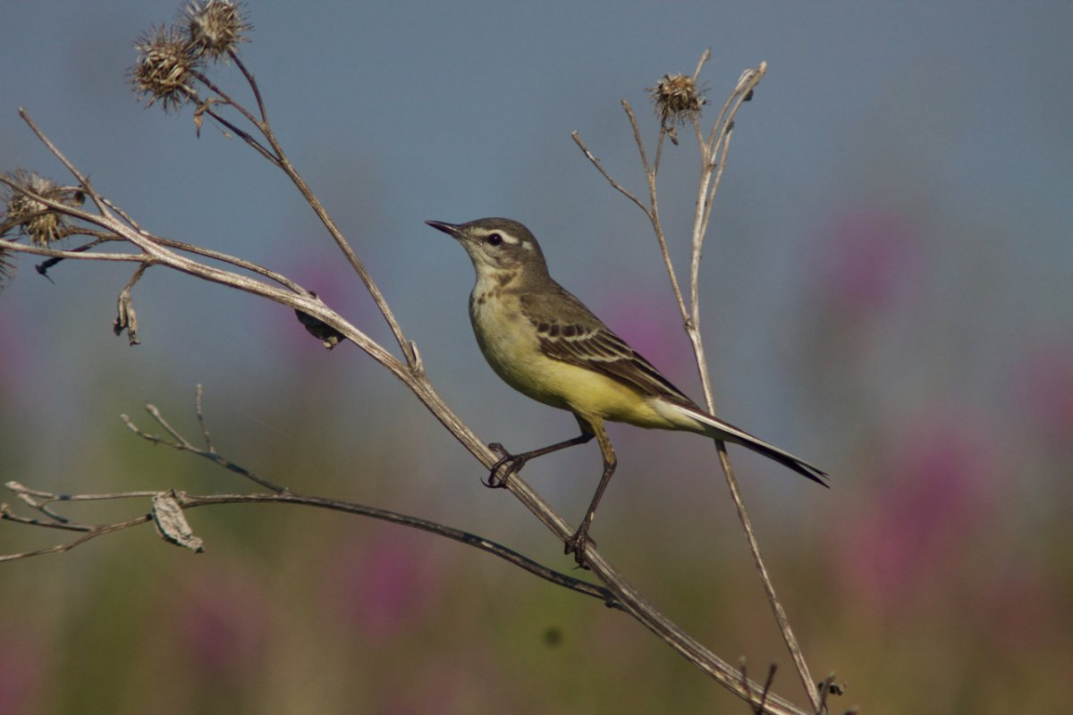 Певчие птицы в Омске