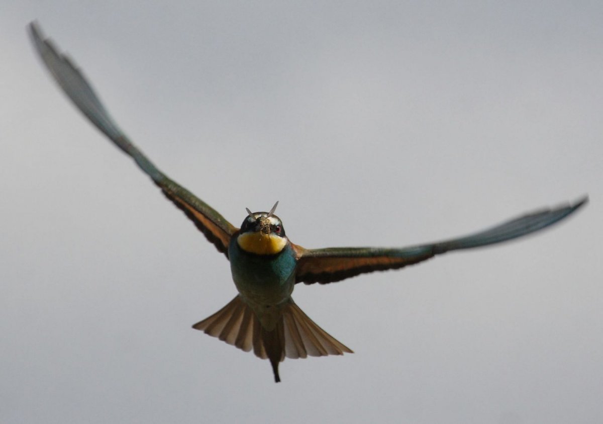 Пеночка-теньковка (Phylloscopus collybita)