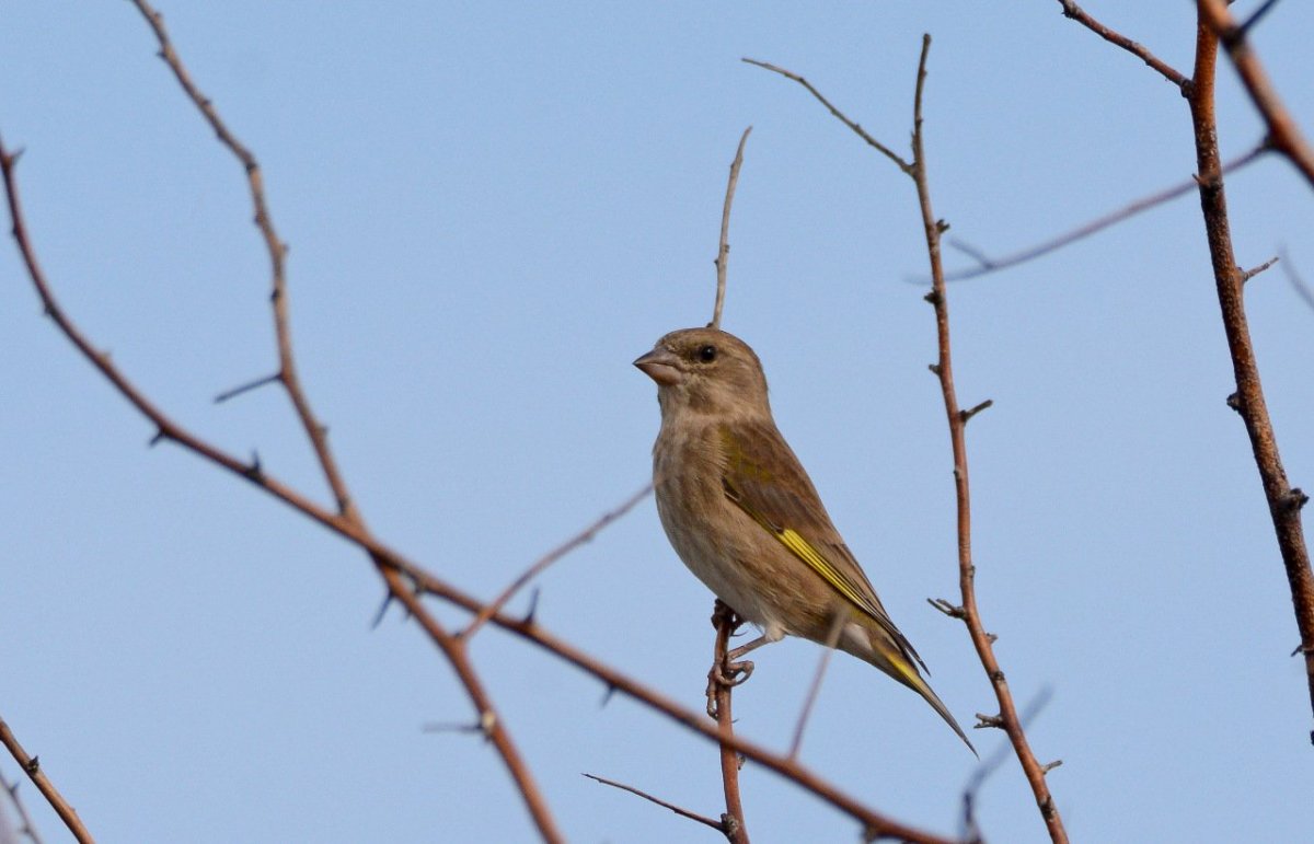Желтоголовая пеночка