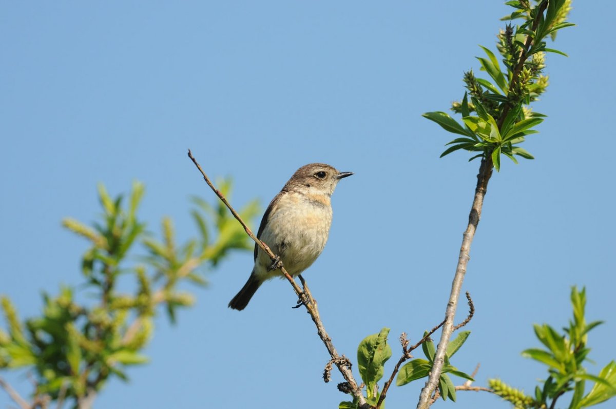 Птицы Самарской области фото