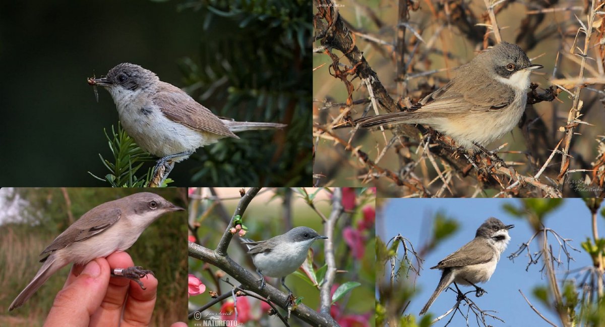 Птицы Жигулевского заповедника