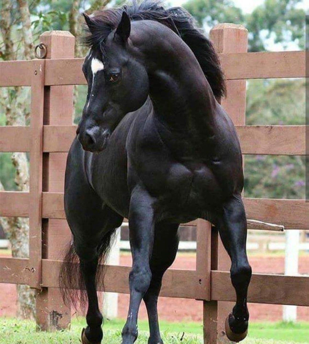 Кватерхорс лошадь