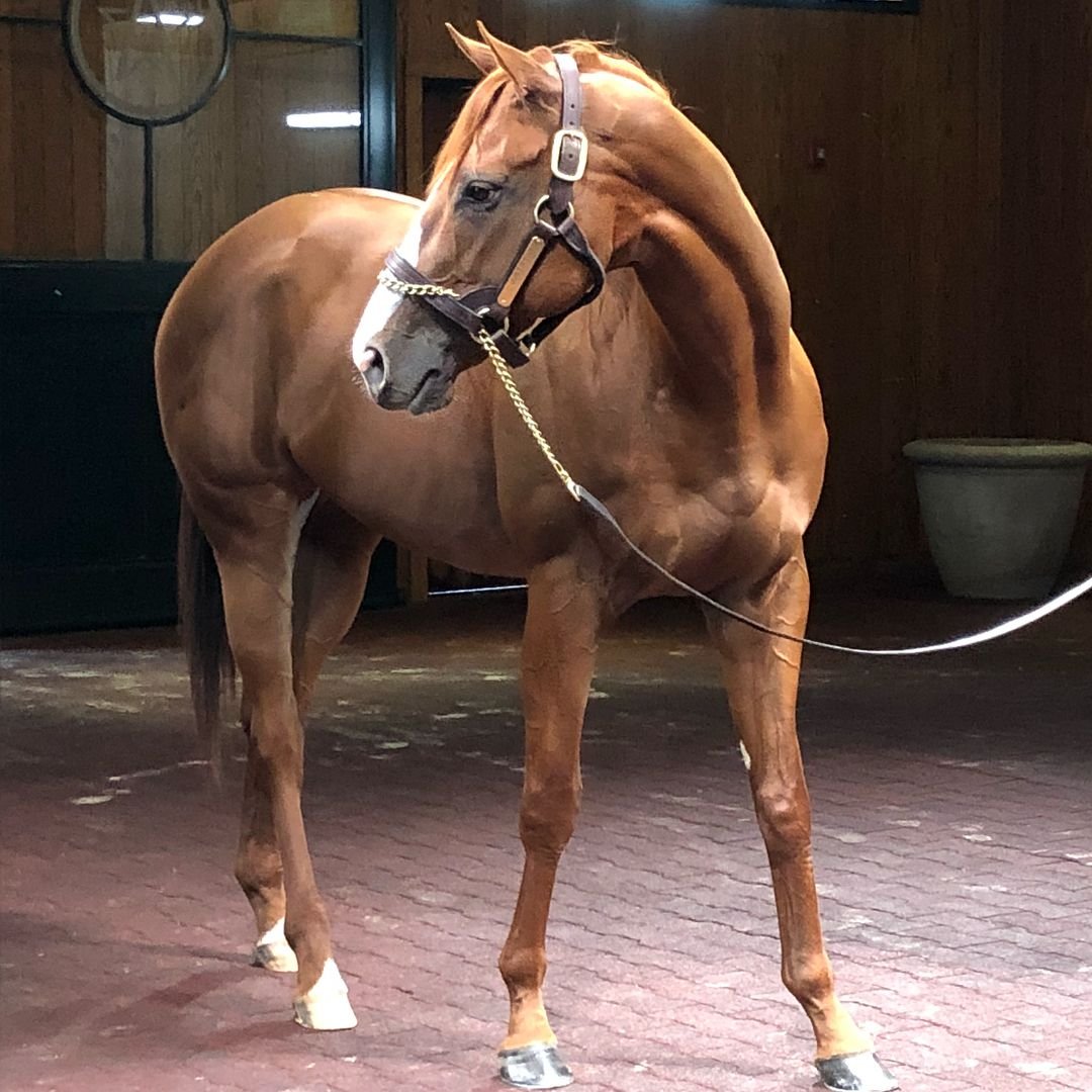 Justify лошадь