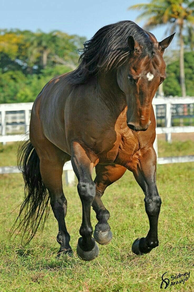 Мужчина на коне