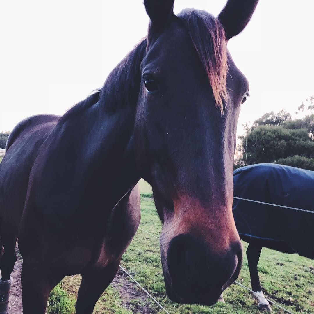 Самый толстый конь в мире