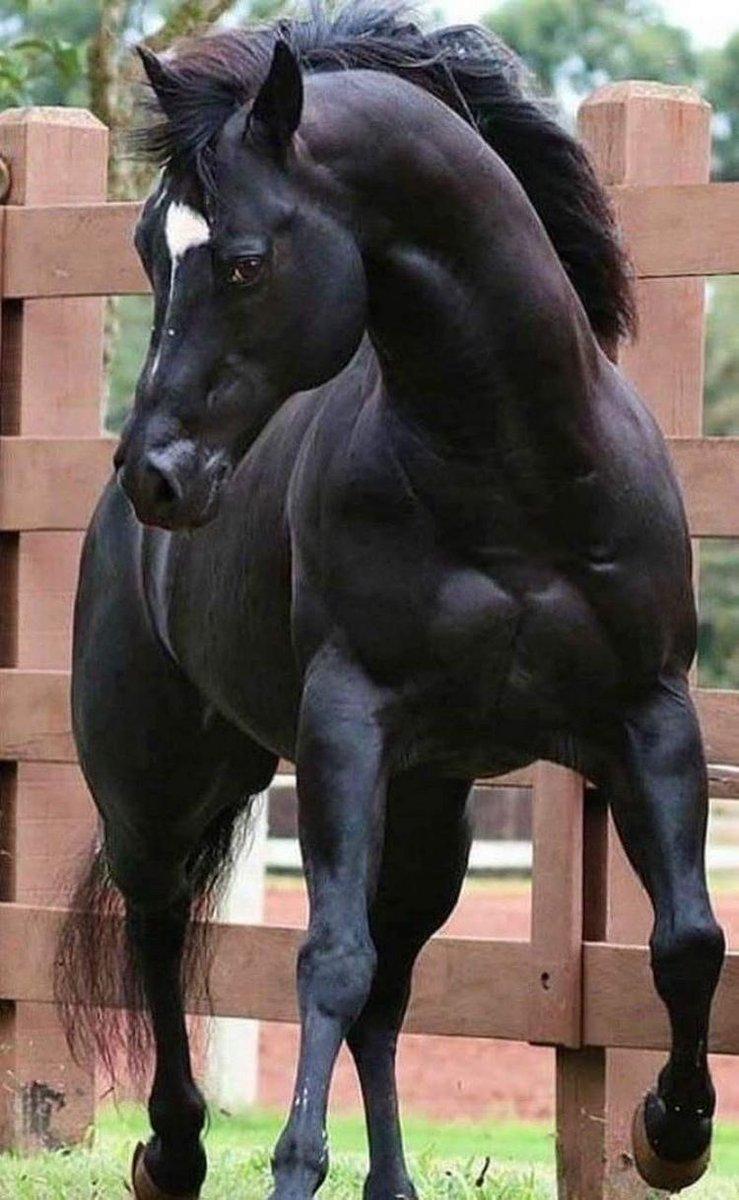 Лошадиный круп