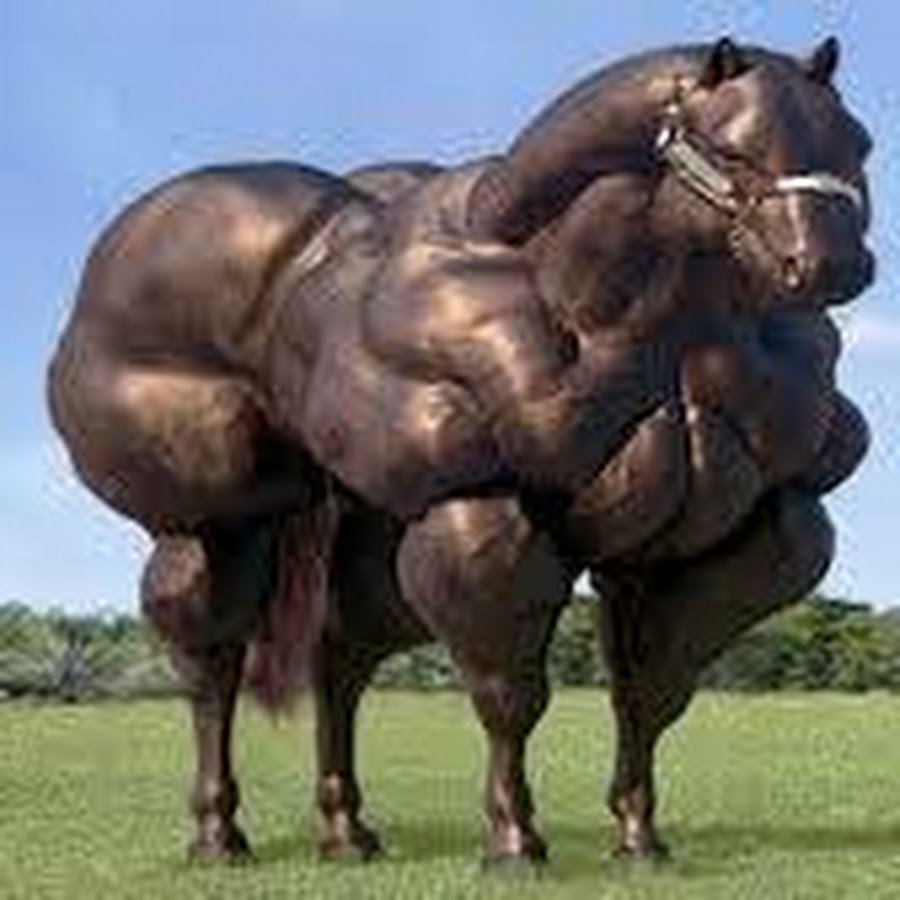 Самая мускулистая лошадь в мире