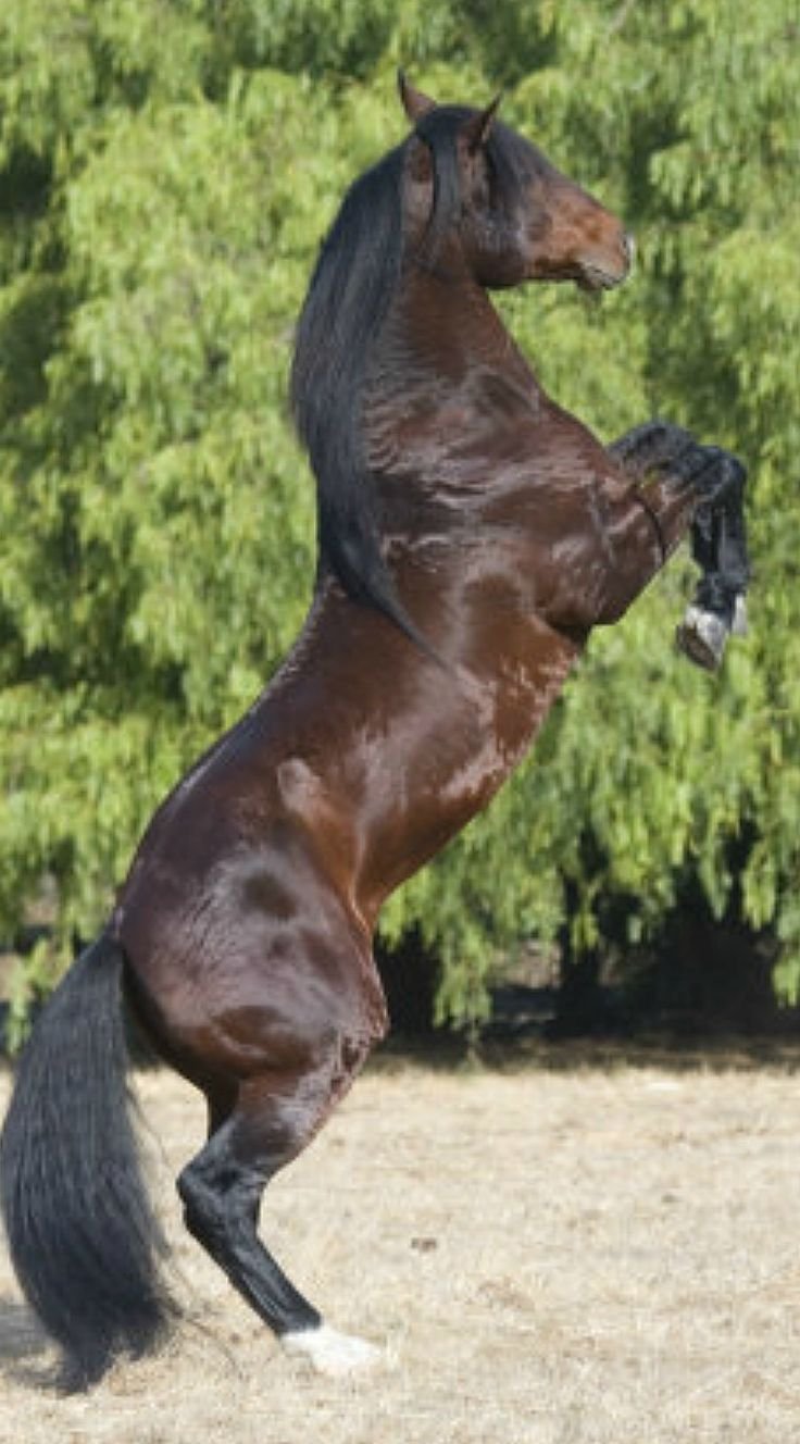 Лошадь Бишкек красивый