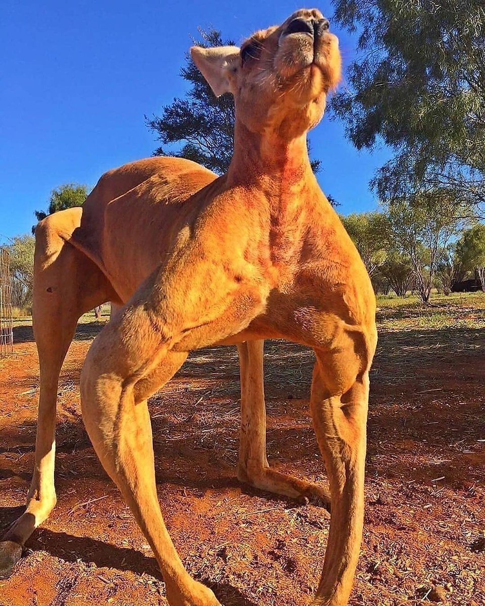 Ожирение у лошадей