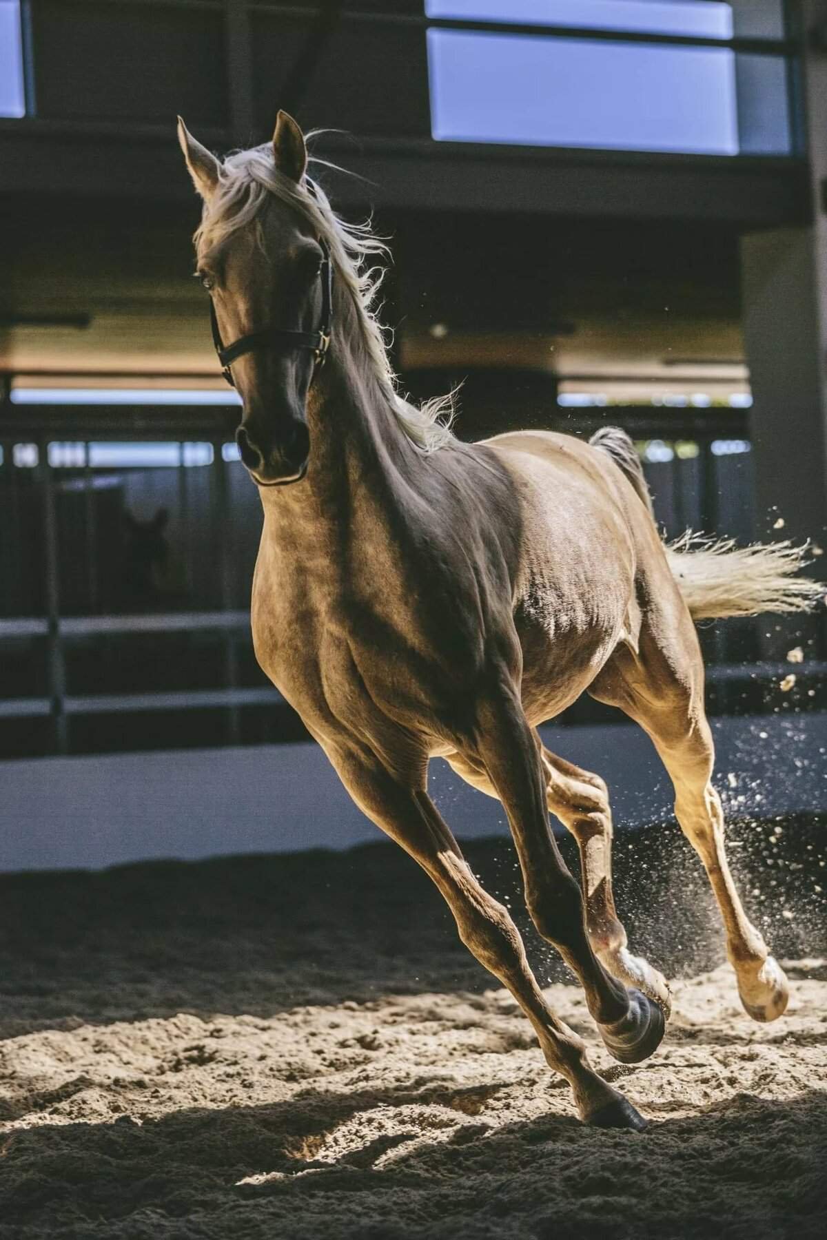 Накаченная лошадь