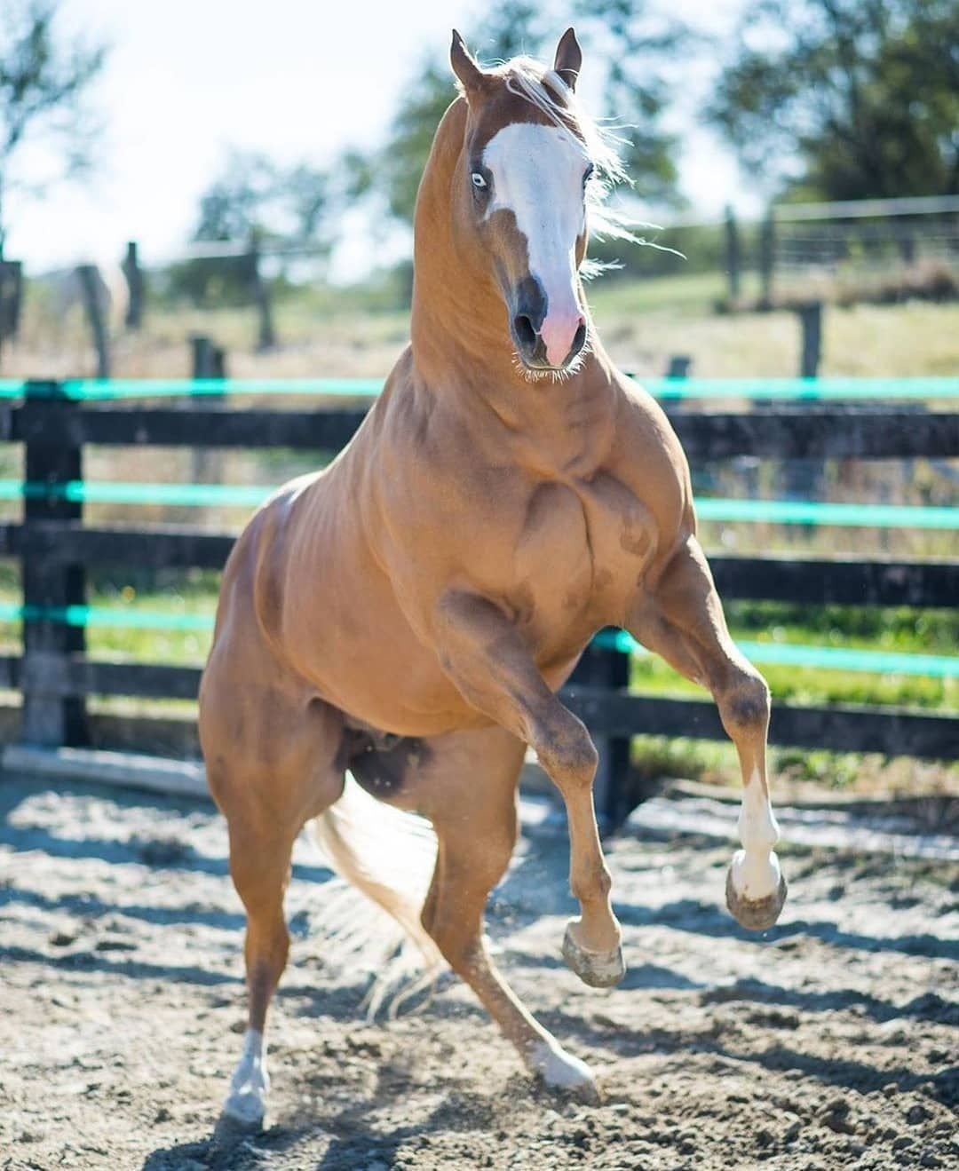 Мускулистый конь