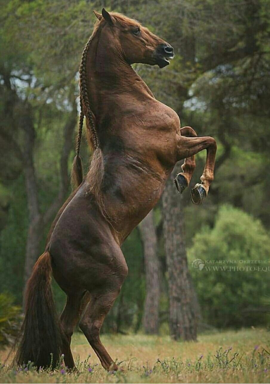 Мускулистая лошадь
