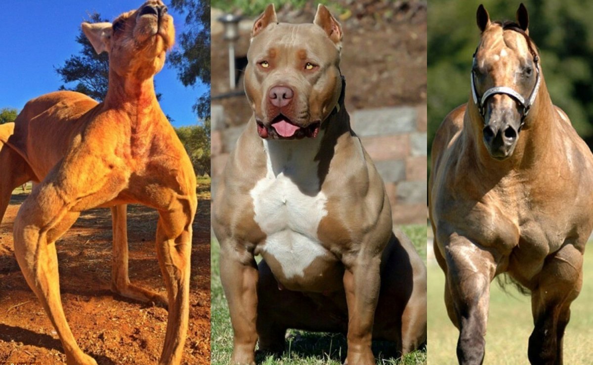 Коричневая лошадь Эстетика