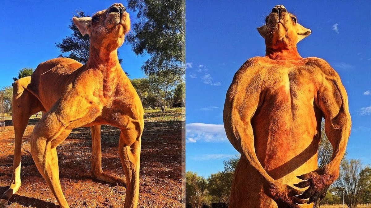 Австралийская полукровная лошадь