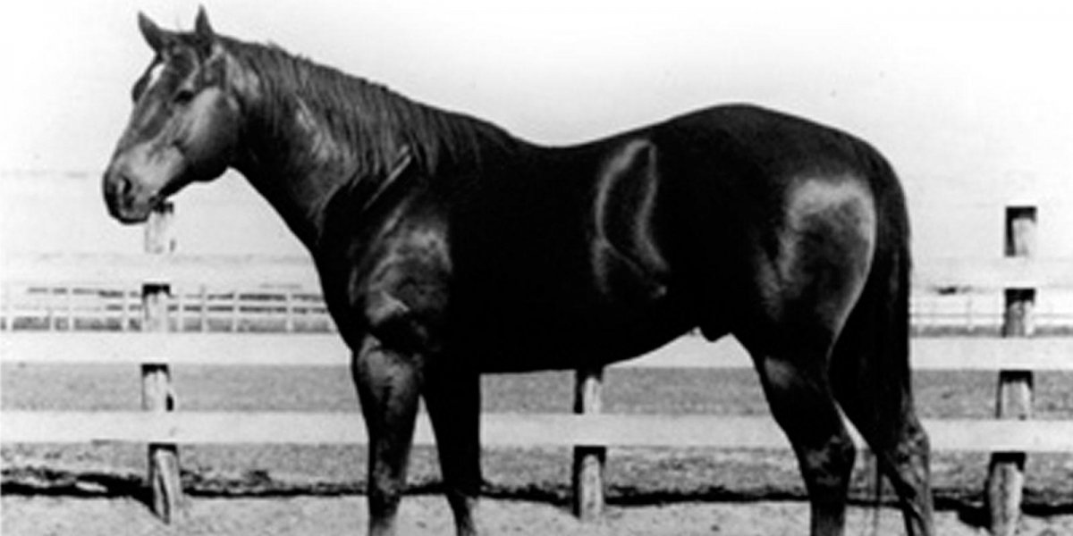 Мускулистые лошади фурри