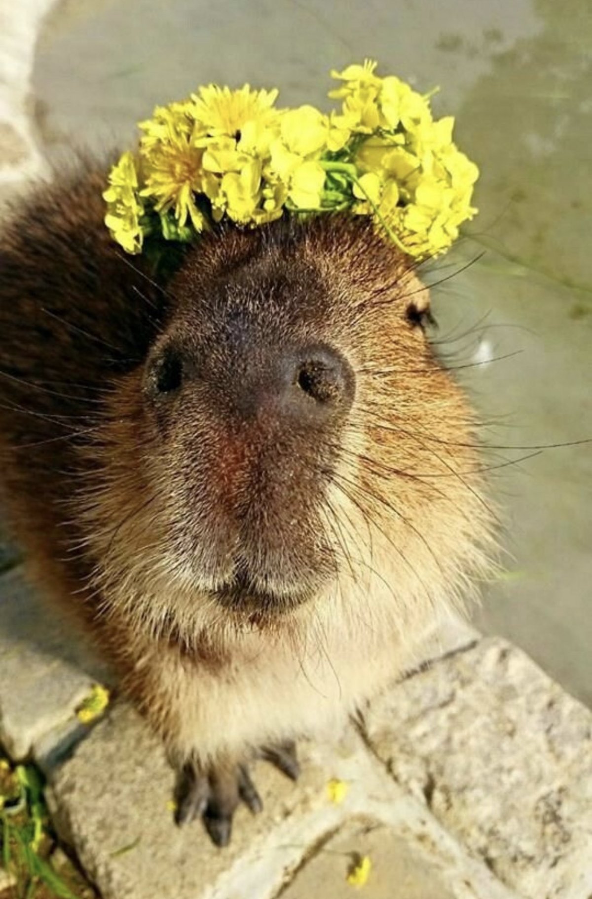 Карликовая капибара