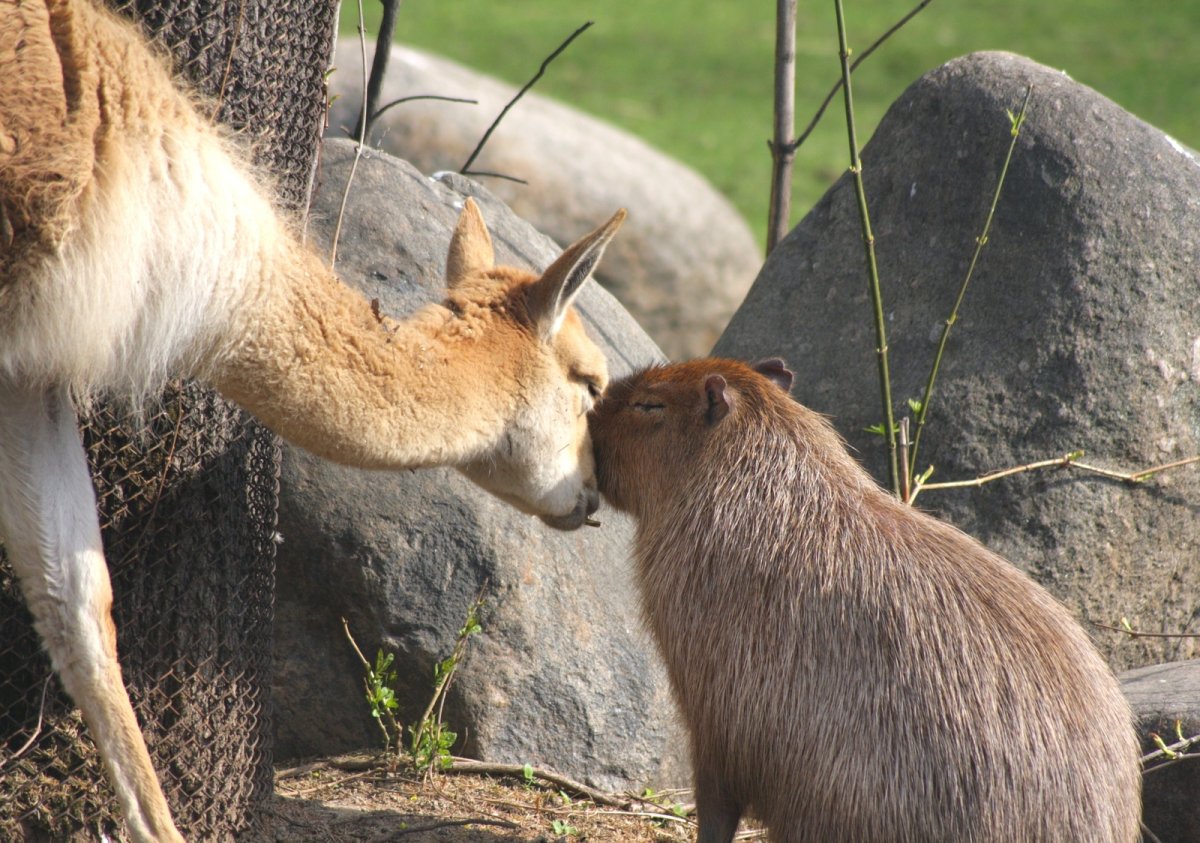Милые животные улыбка