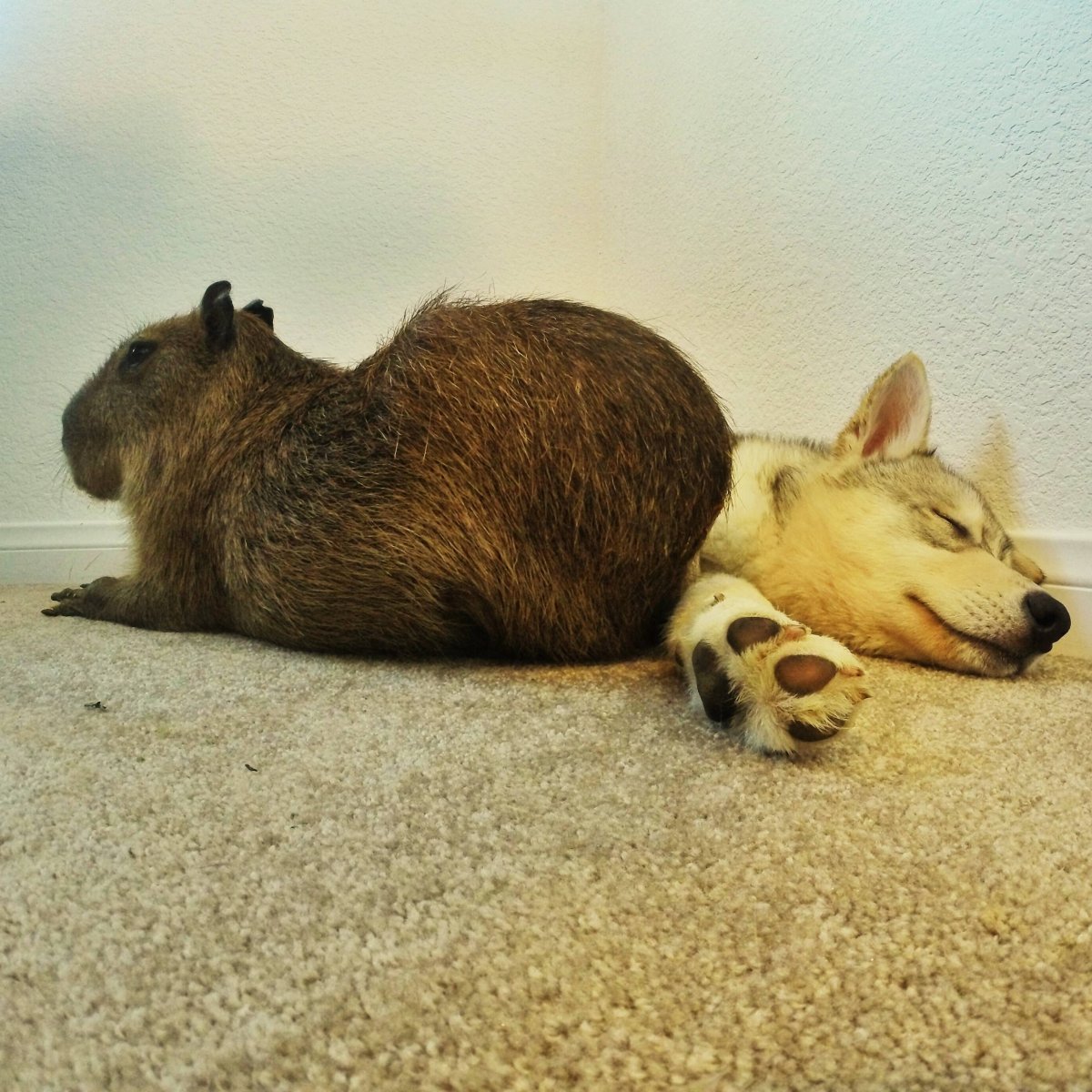 Удивительная Дружба животных