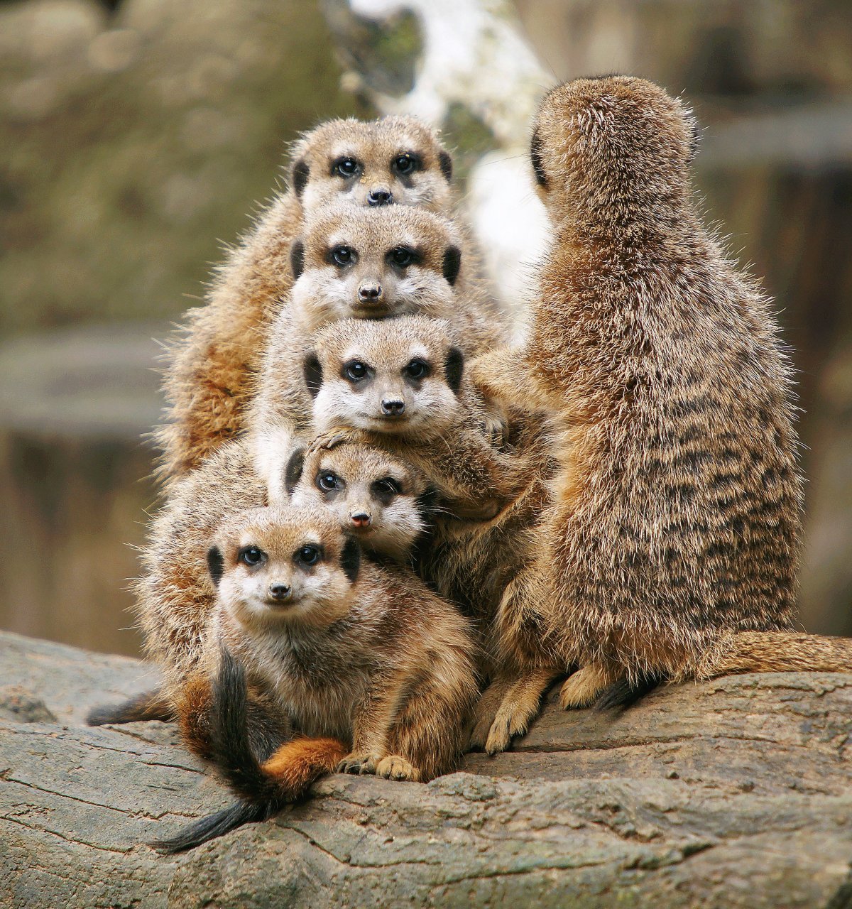 Самое дружелюбное животное