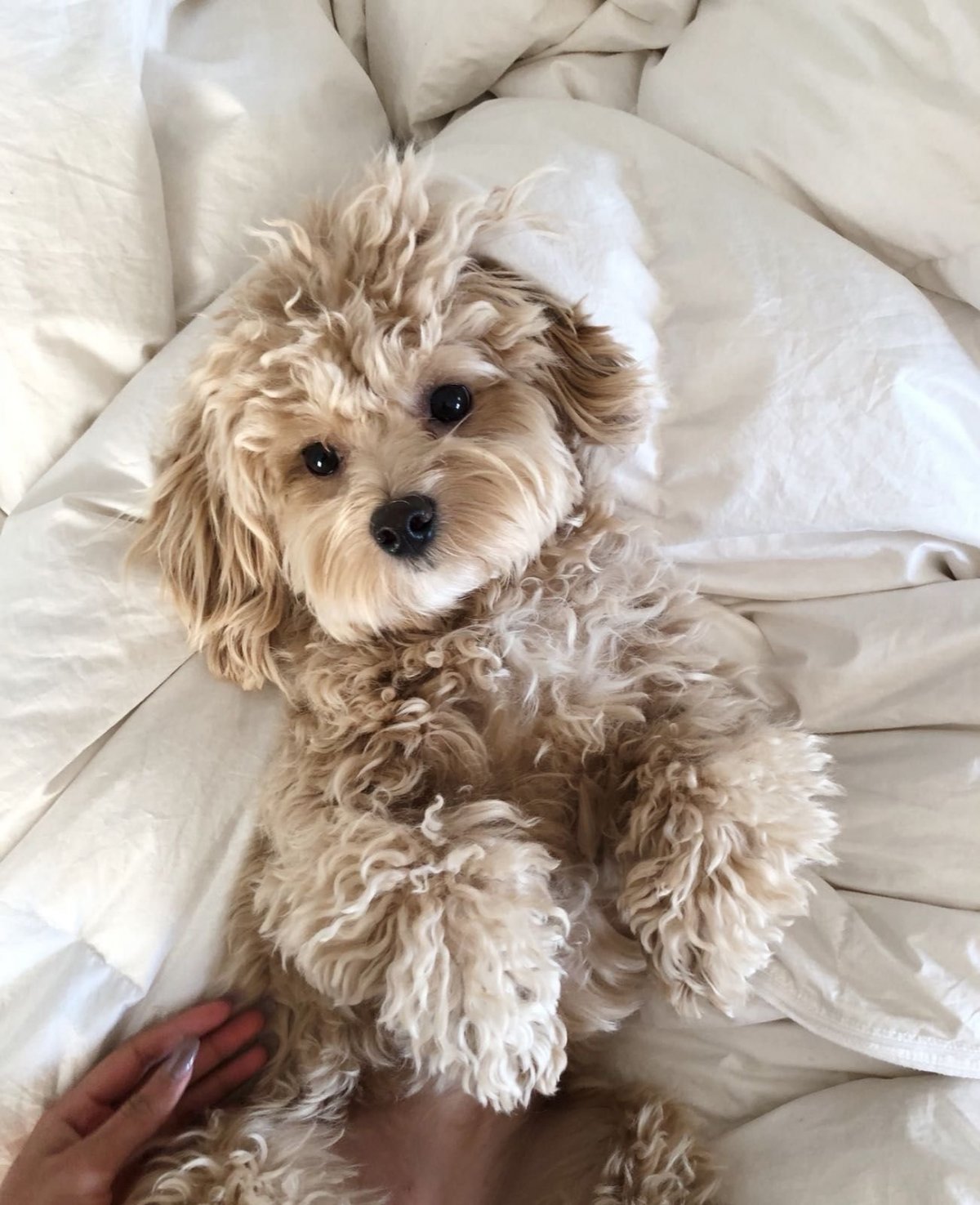 Мальтипу ред Браун взрослый