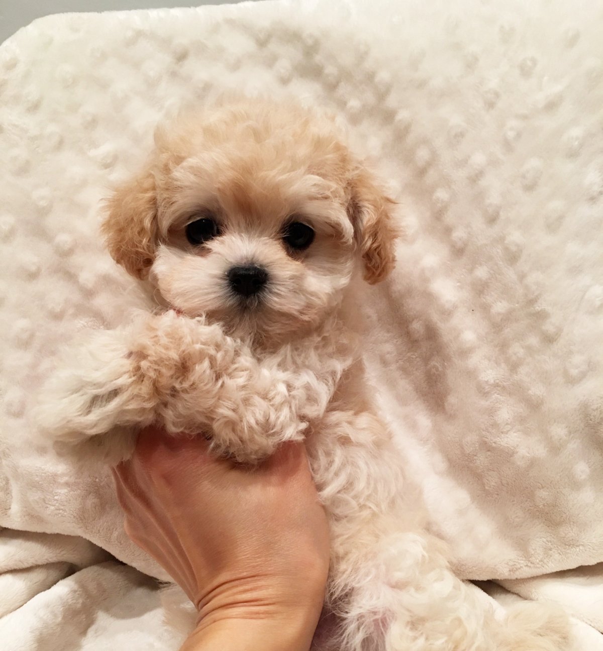 Мальтипу Браун