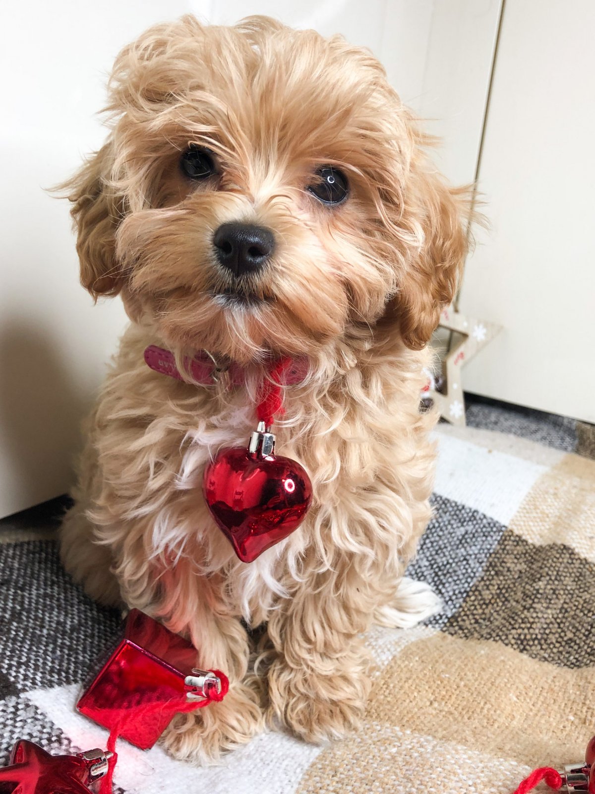 Порода маленьких собак мальтипу