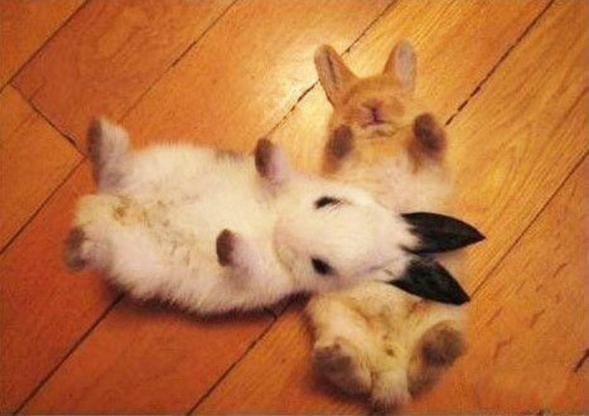 Крольчонок на спине