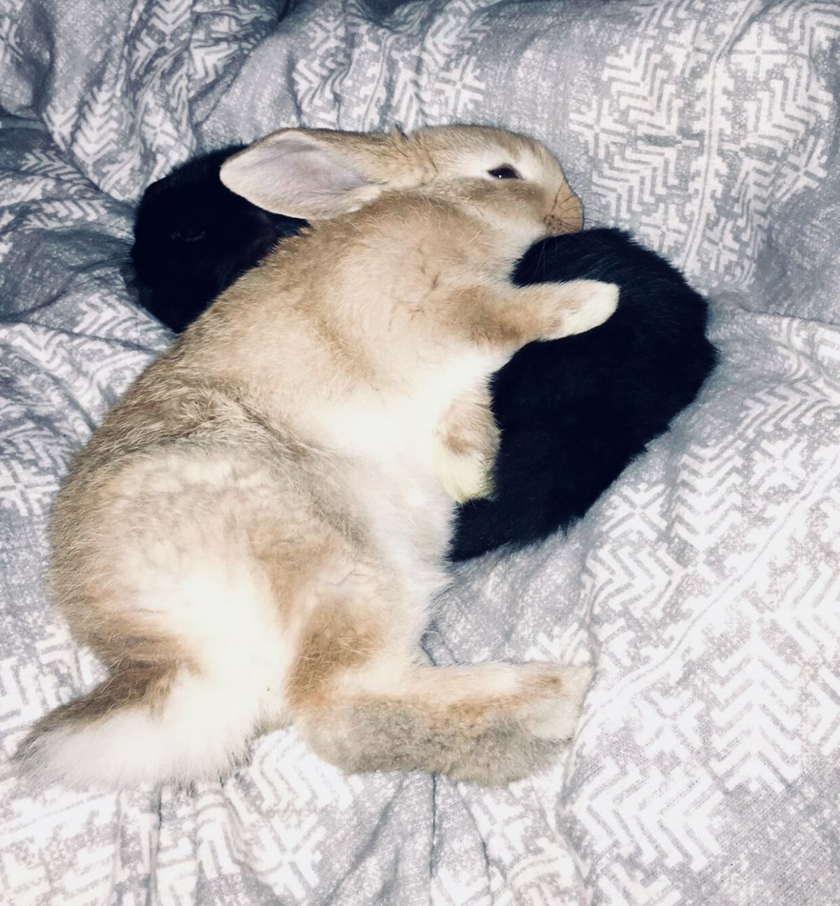 Хвост зайчика