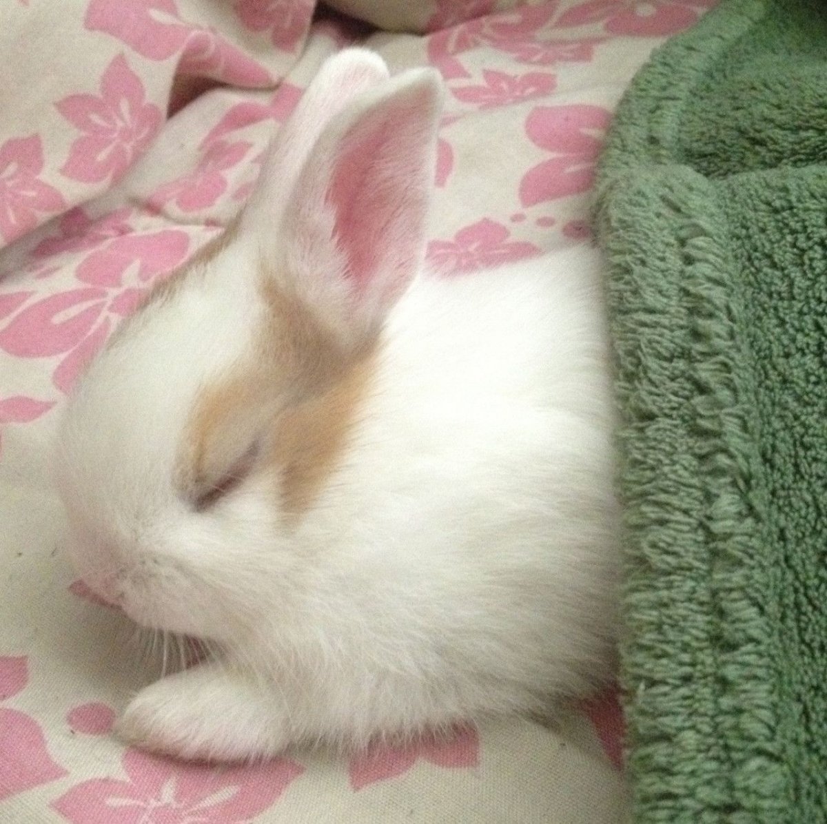 Кролик лежит