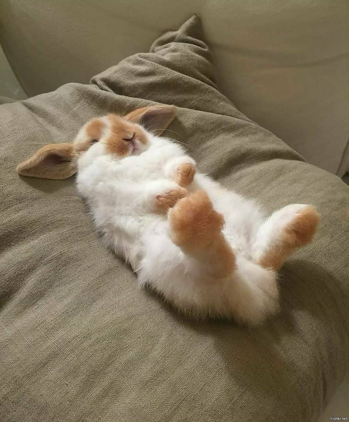 Милые пушистые кролики