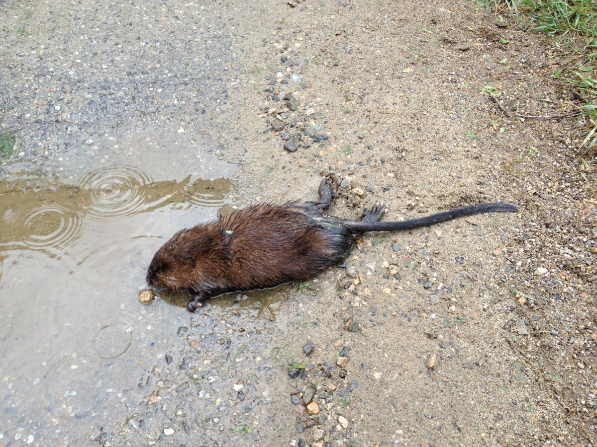 Крыса в реке