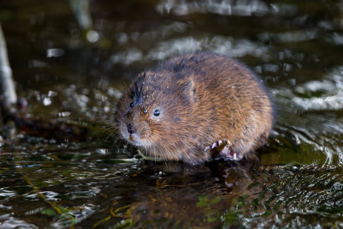 Водяная полевка плывет