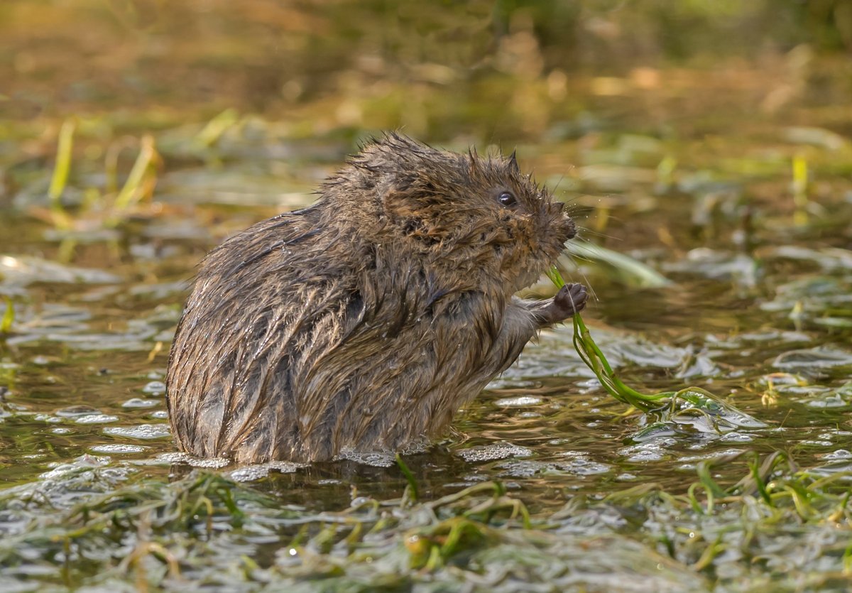 Водяная полёвка