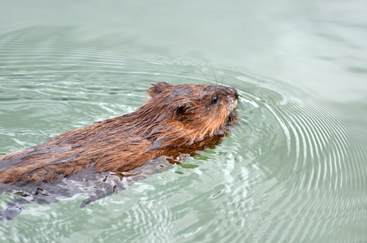 Водяная крыса нутрия