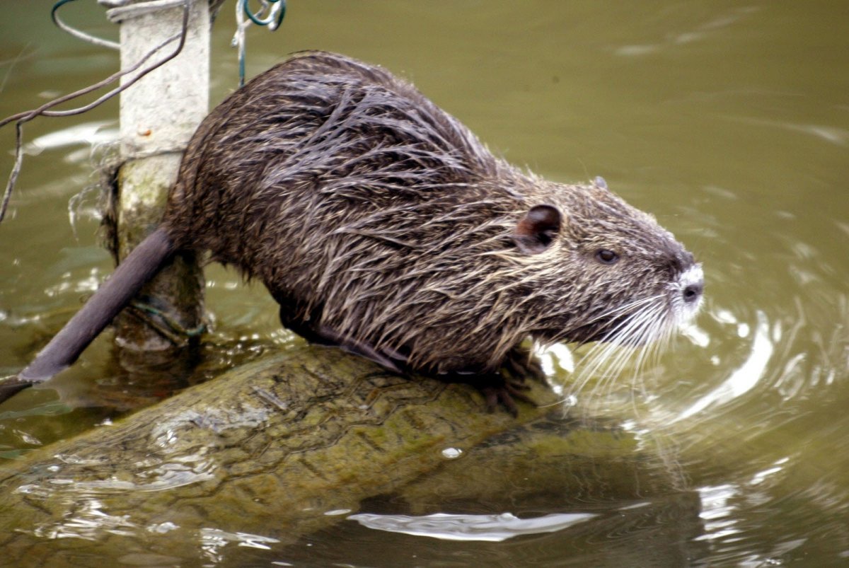 Водяная полёвка