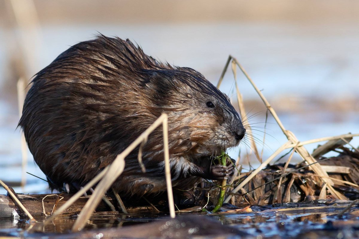 Водяная крыса ондатра