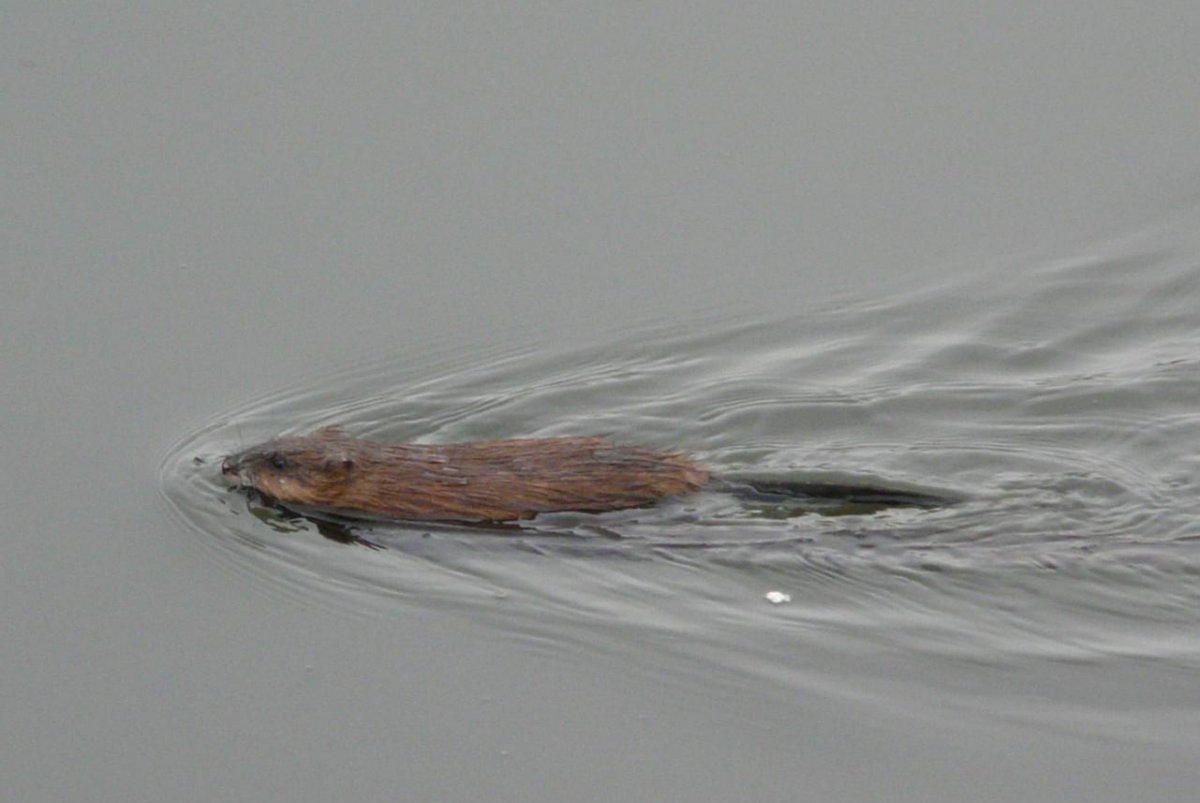 Водяная крыса ондатра