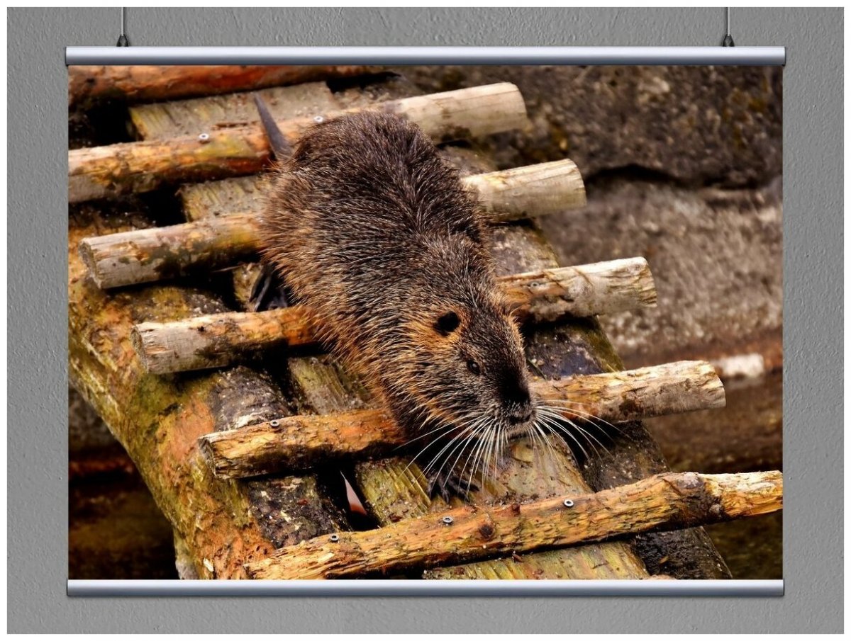 Ондатра в Якутии