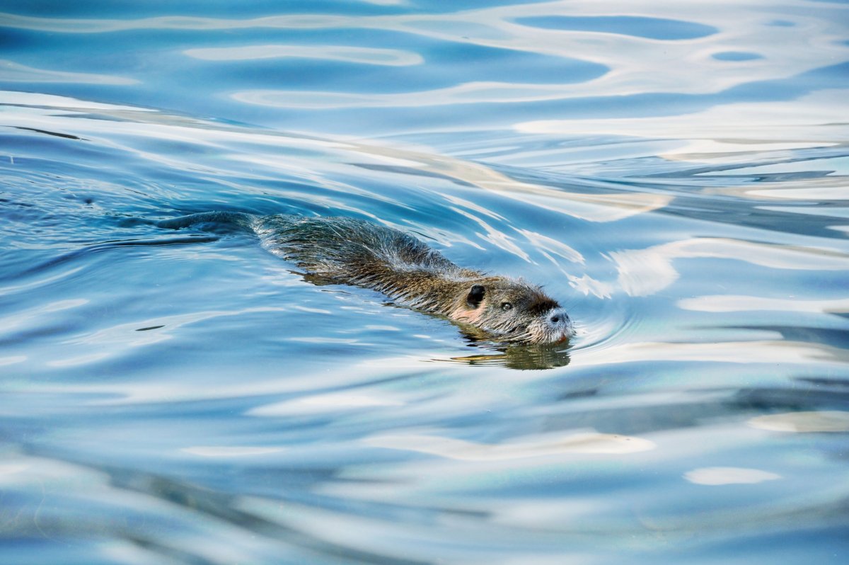 Черная водяная крыса