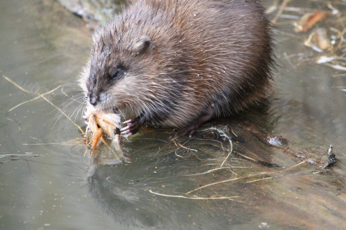 Водяная крыса ондатра