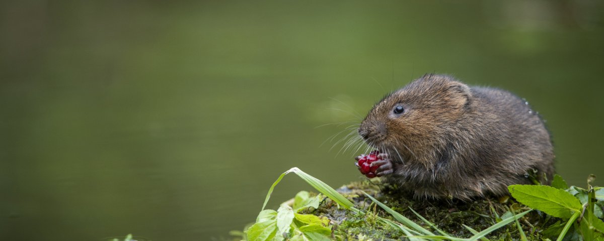 Алдымитрия водяная мышь
