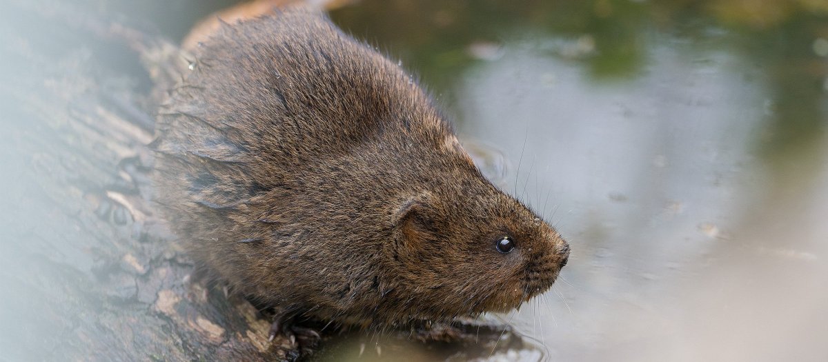Андранта водяная крыса
