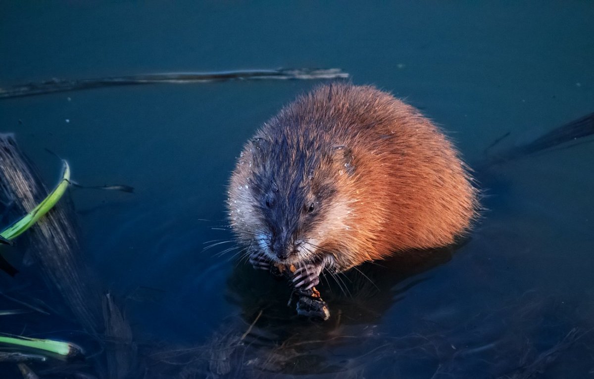 Ондатра плывет