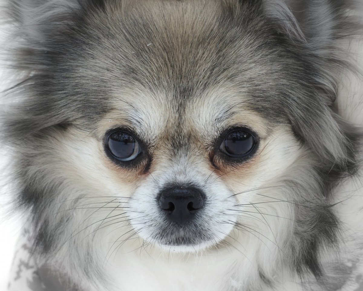 Сиба ину и Джек Рассел