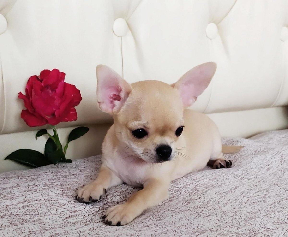 Модные маленькие собаки