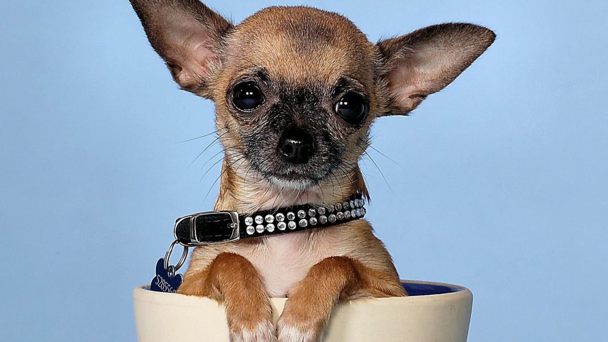 Померанский шпиц БОО