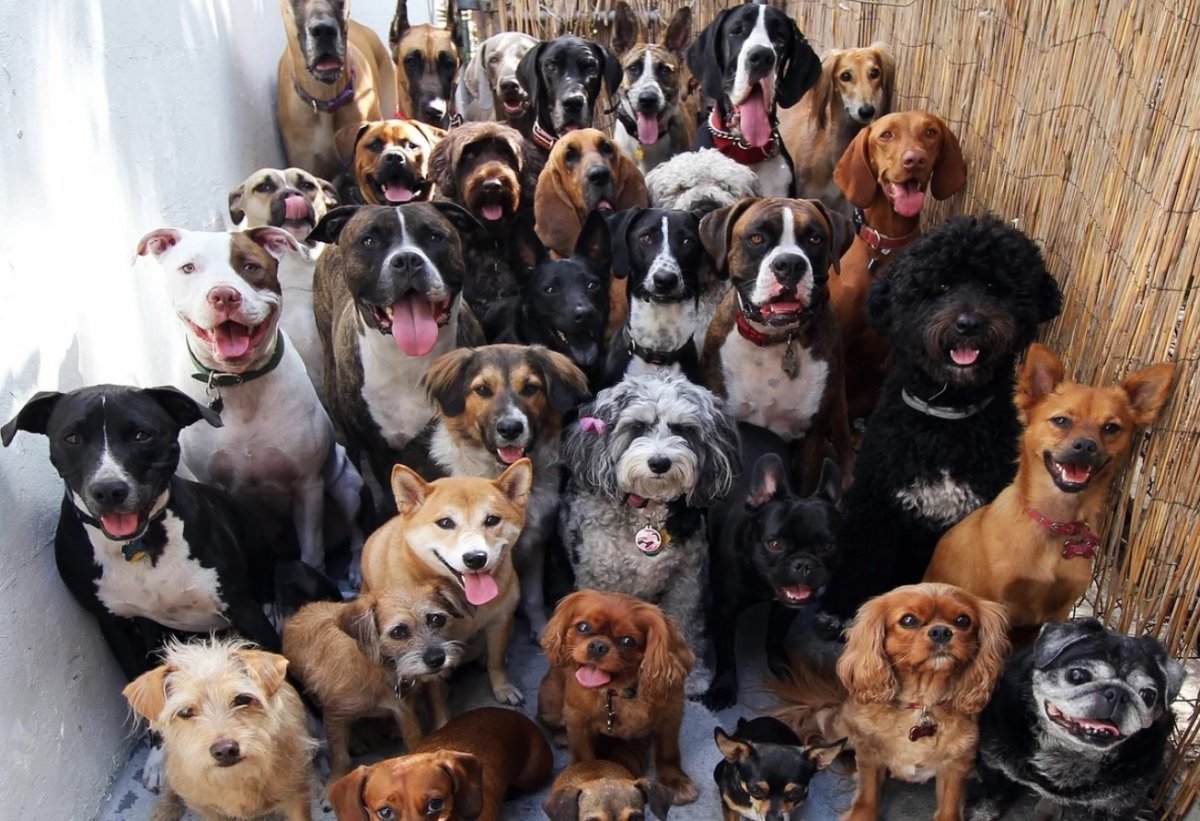 Шпиц померанский в одежке